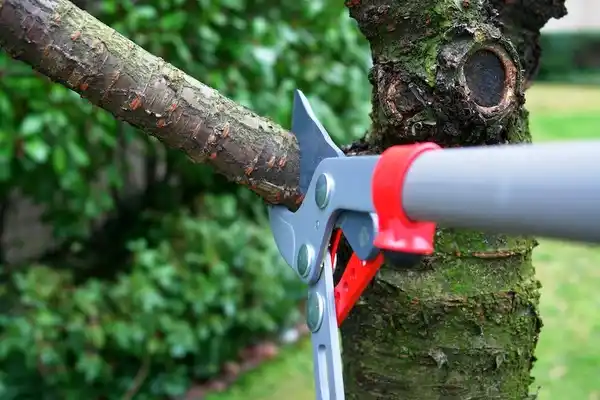 tree services Kershaw